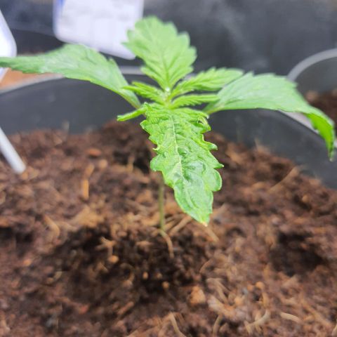 Candy kush growlog timeline photo