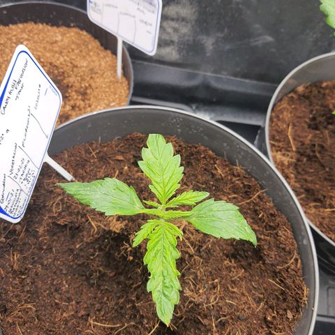 Candy kush growlog timeline photo