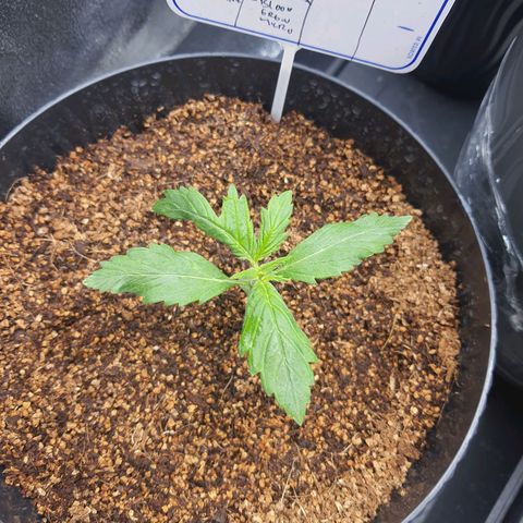 Sweet Gelato growlog timeline photo