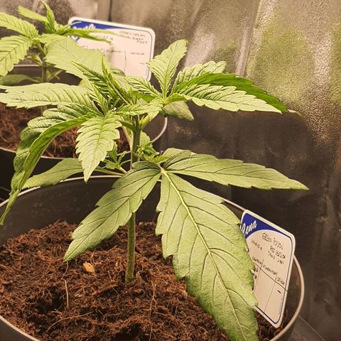Green Poison F1 growlog timeline photo
