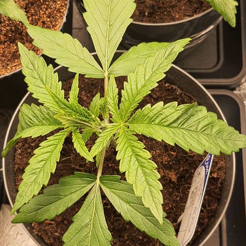 Green Poison F1 growlog timeline photo