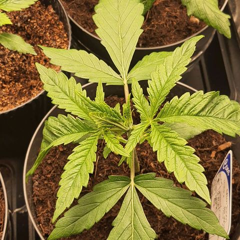 Green Poison F1 growlog timeline photo