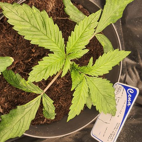 Honey Cream growlog timeline photo