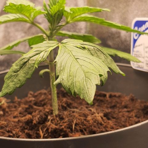 Honey Cream growlog timeline photo