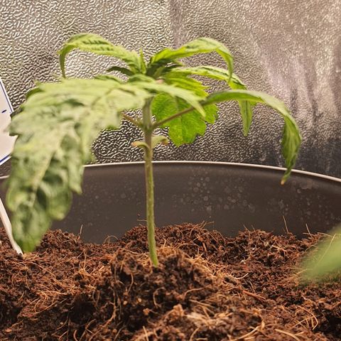 Candy kush growlog timeline photo