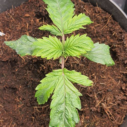 Candy kush growlog timeline photo
