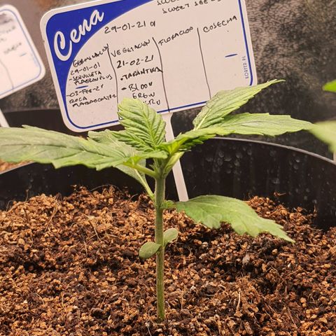 Sweet Gelato growlog timeline photo