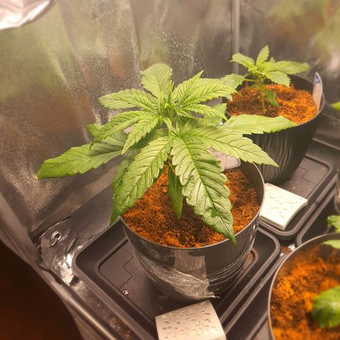 Green Poison F1 growlog timeline photo