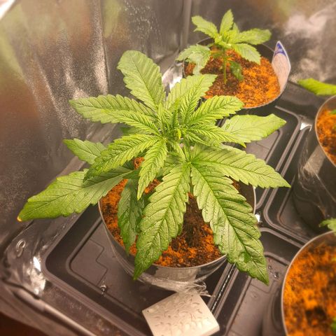 Green Poison F1 growlog timeline photo