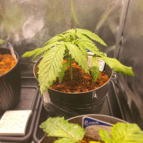Honey Cream growlog timeline photo