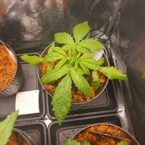 Honey Cream growlog timeline photo