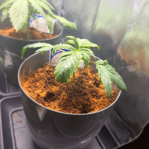 Candy kush growlog timeline photo
