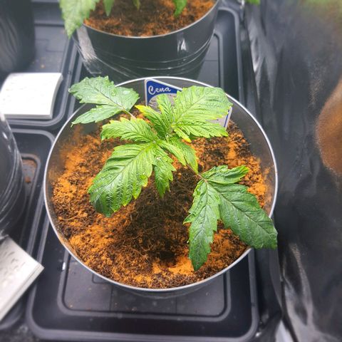 Candy kush growlog timeline photo