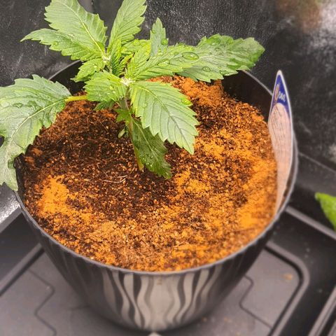 Sweet Gelato growlog timeline photo