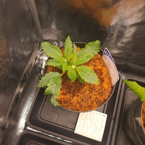 Sweet Gelato growlog timeline photo