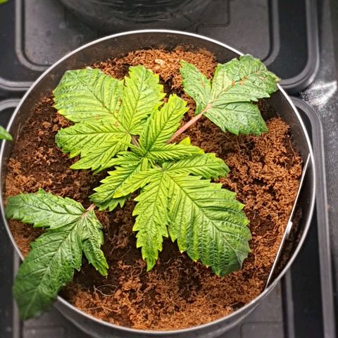 Candy kush growlog timeline photo