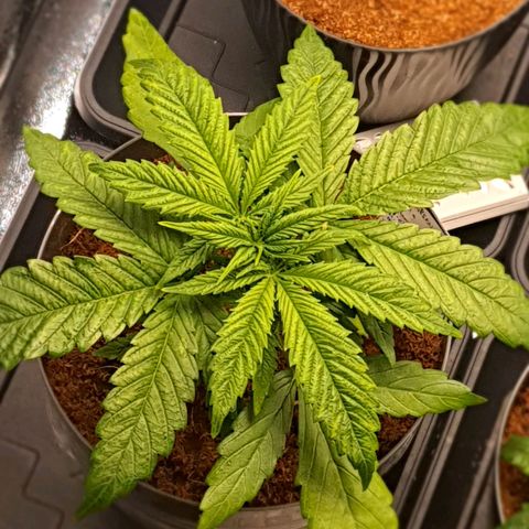Green Poison F1 growlog timeline photo