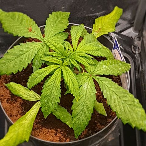 Honey Cream growlog timeline photo