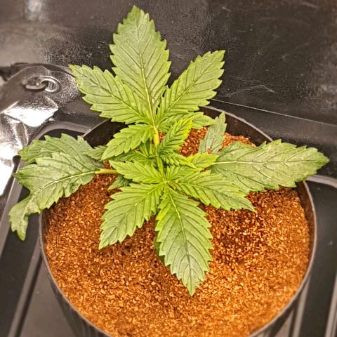Sweet Gelato growlog timeline photo