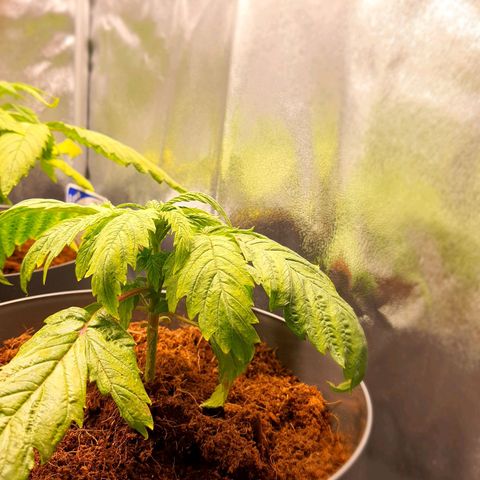 Candy kush growlog timeline photo