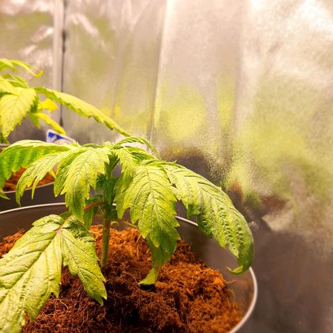 Candy kush growlog timeline photo