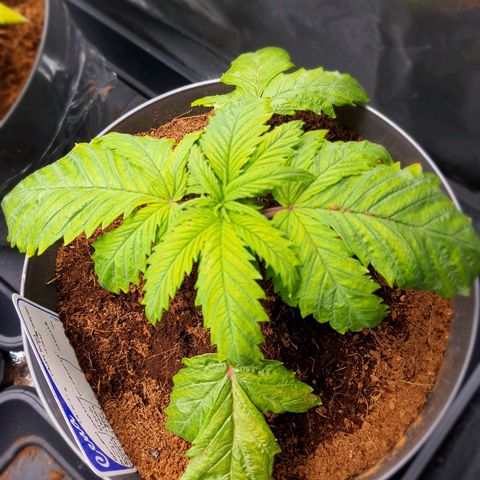 Candy kush growlog timeline photo