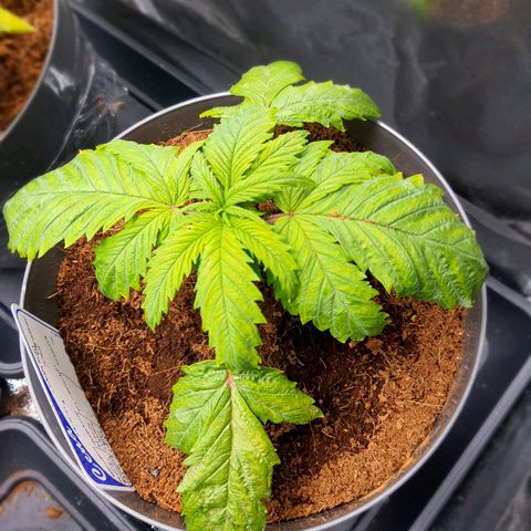 Candy kush growlog timeline photo