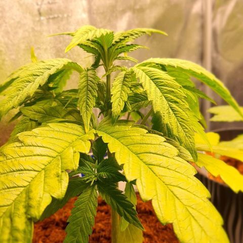 Green Poison F1 growlog timeline photo