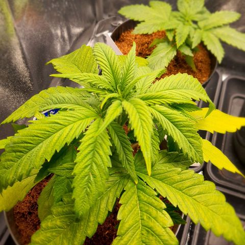 Green Poison F1 growlog timeline photo