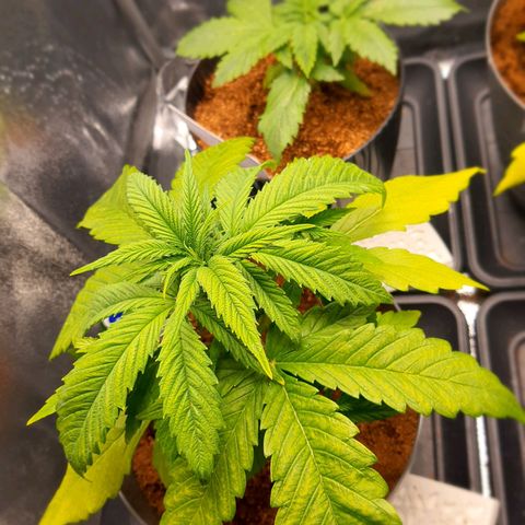 Green Poison F1 growlog timeline photo