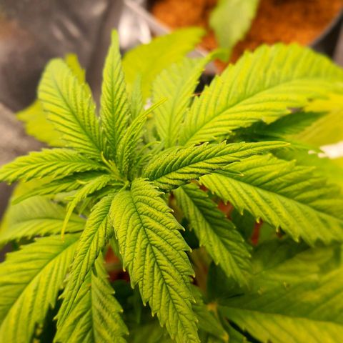 Green Poison F1 growlog timeline photo