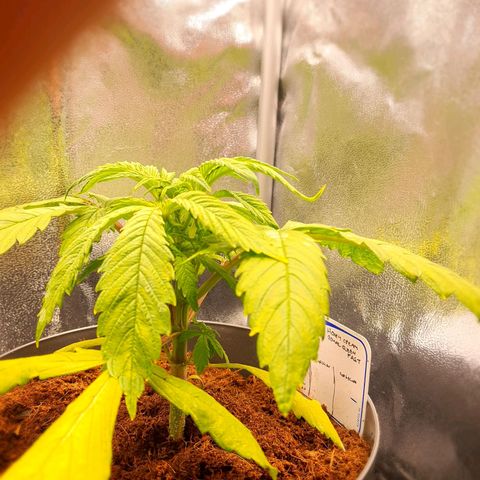 Honey Cream growlog timeline photo