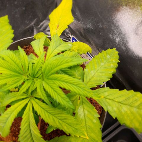 Honey Cream growlog timeline photo