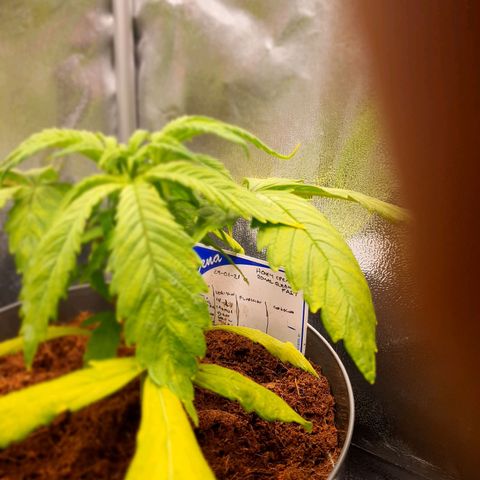 Honey Cream growlog timeline photo