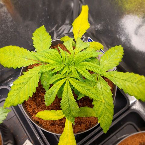 Honey Cream growlog timeline photo