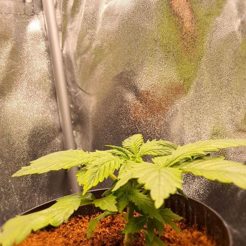 Sweet Gelato growlog timeline photo