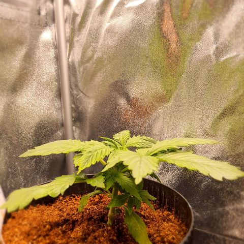 Sweet Gelato growlog timeline photo