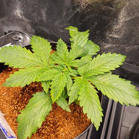 Sweet Gelato growlog timeline photo