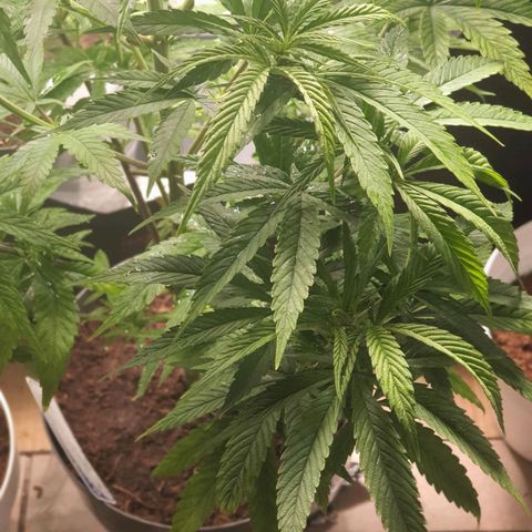 Green Poison F1 growlog photo: Terminando vegetativo 