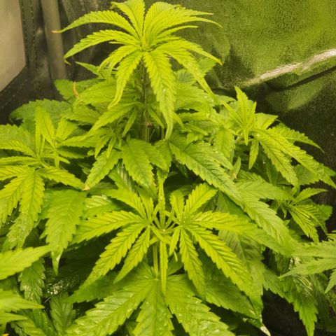 Candy kush growlog photo: Terminando vegetación 