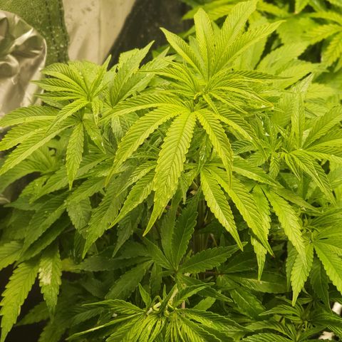Honey Cream growlog photo: Terminando vegetación 