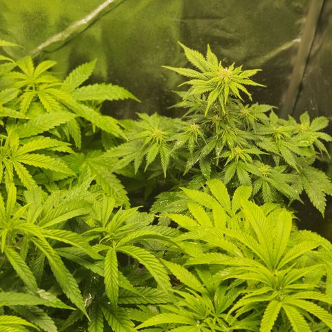 Sweet Gelato growlog timeline photo