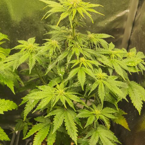 Sweet Gelato growlog timeline photo