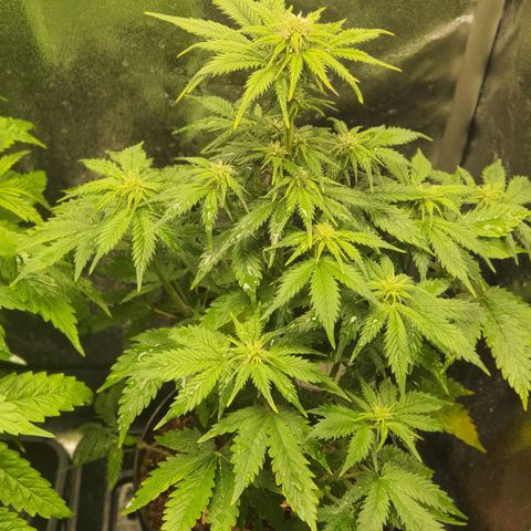 Sweet Gelato growlog timeline photo