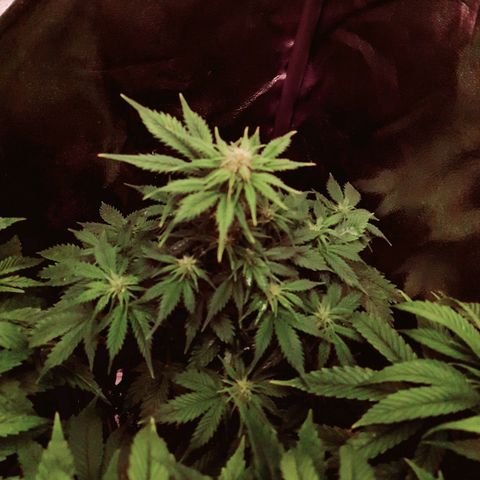 Sweet Gelato growlog photo: Primera semana de floración.