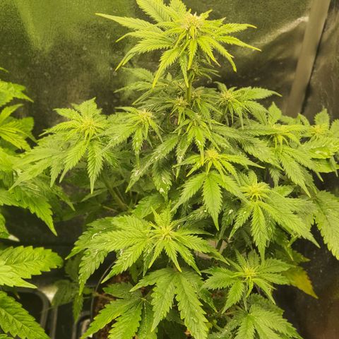 Sweet Gelato growlog photo: Primera semana de floración.