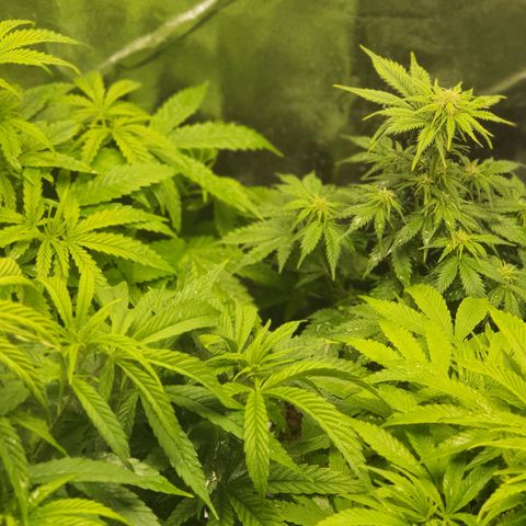 Sweet Gelato growlog photo: Primera semana de floración.