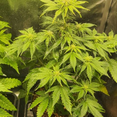 Sweet Gelato growlog photo: Primera semana de floración.