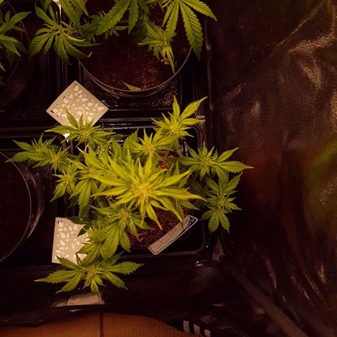 Sweet Gelato growlog photo: Podada