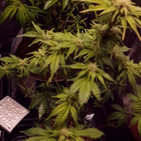Sweet Gelato growlog photo: Podada